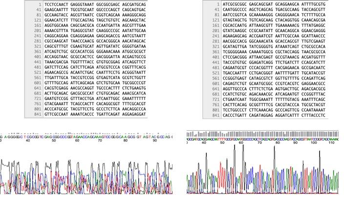 figure11.jpg figure11.jpg